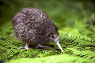 Kiwi (Neuseeland)